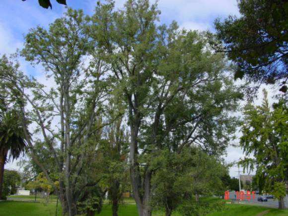 T11621 Ulmus minor 'variegata' 