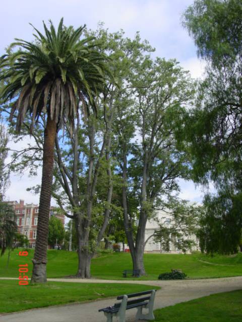 T11621 Ulmus minor 'variegata' 