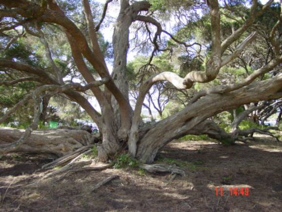 T12044 Melaleuca lanceolata 