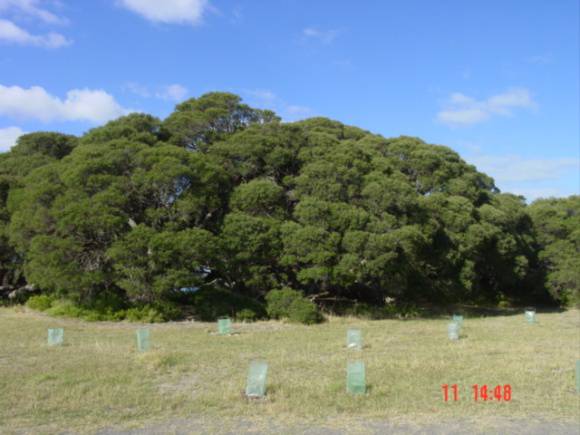 T12044 Melaleuca lanceolata 