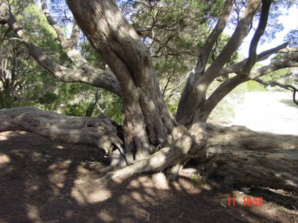 T12044 Melaleuca lanceolata 