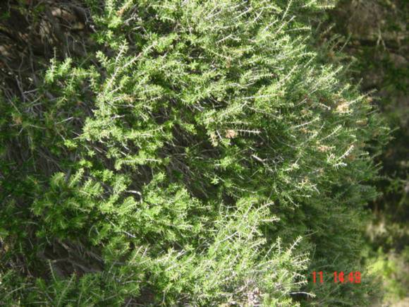 T12044 Melaleuca lanceolata 