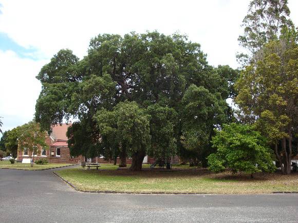 T11475 Quercus suber 