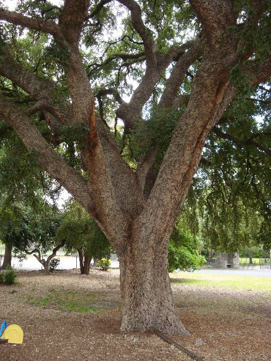 T11475 Quercus suber 
