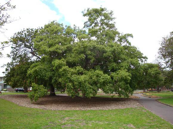 T11485 Combretum caffrum 