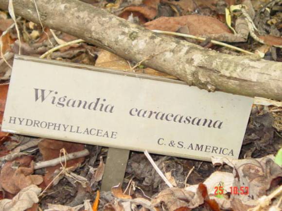 T11070 Wigandia caracasana