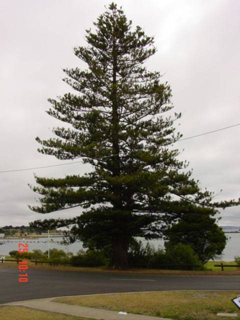 T11072 Araucaria heterophylla