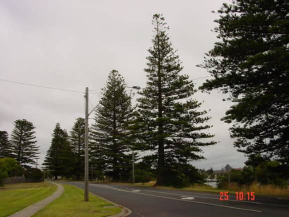 T11072 Araucaria heterophylla