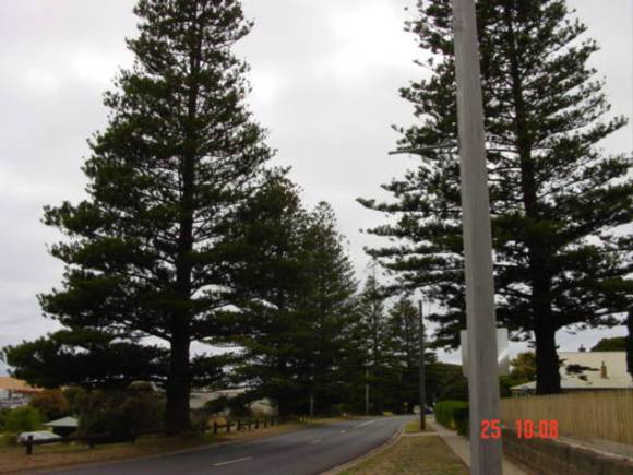 T11072 Araucaria heterophylla