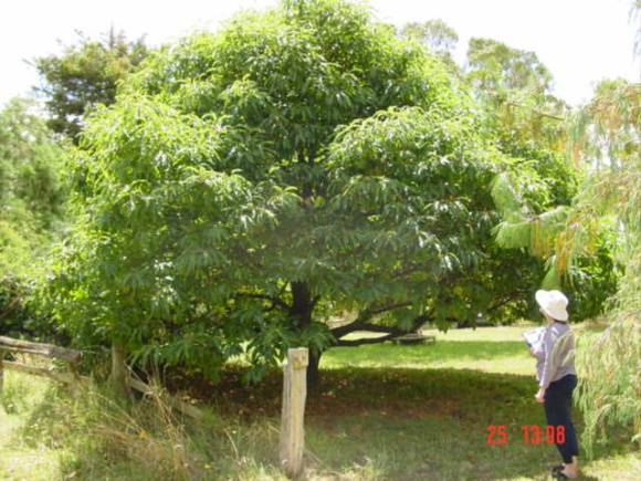 T11749 Castanea sativa Heywood