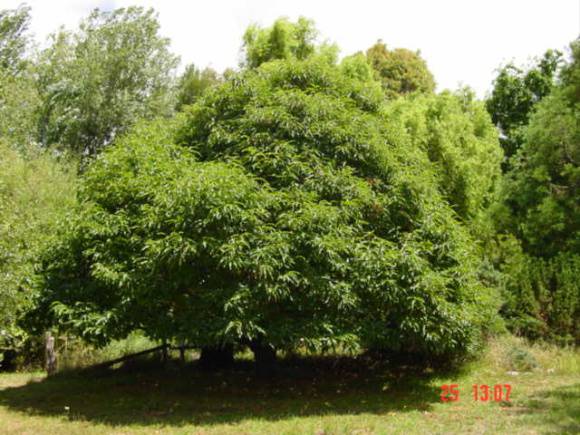 T11749 Castanea sativa Heywood