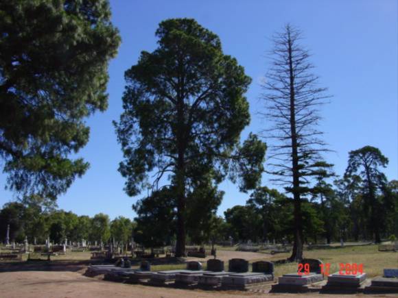 T11373 Pinus roxburghii 