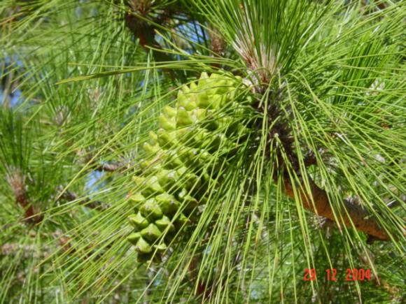 T11373 Pinus roxburghii 