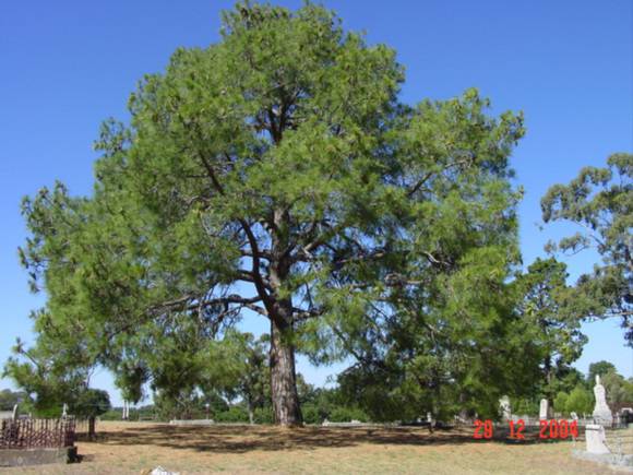 T11373 Pinus roxburghii 