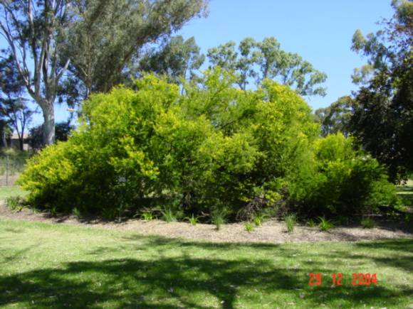T11374 Acacia karoo