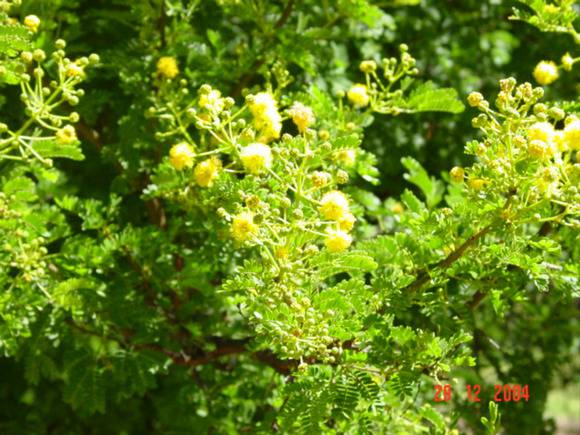 T11374 Acacia karoo