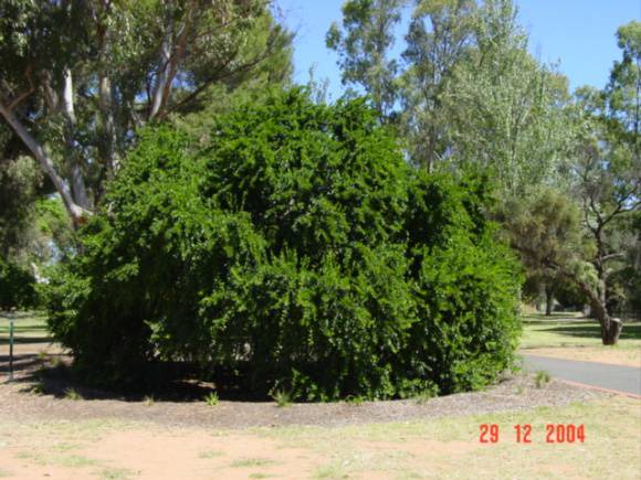 T11375 Dovyalis caffra