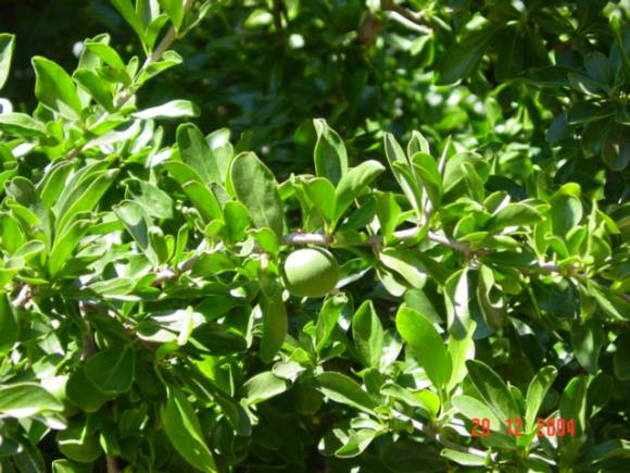 T11375 Dovyalis caffra