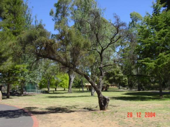 T11376 Callistemon brachyandrus