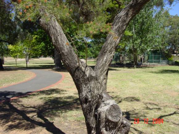 T11376 Callistemon brachyandrus