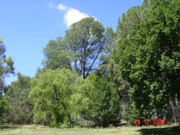 T11377 Pinus torreyana 