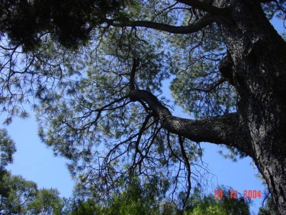 T11377 Pinus torreyana 