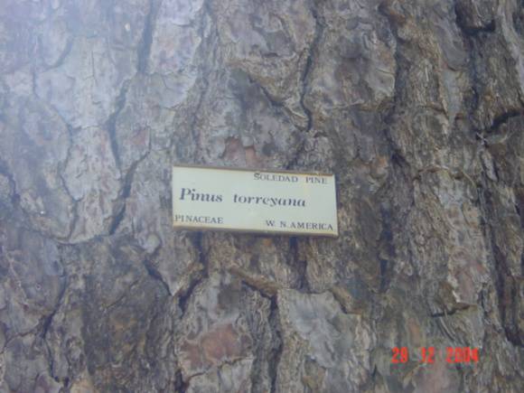 T11377 Pinus torreyana 