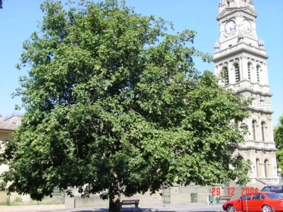 T11379 Aesculus x carnea