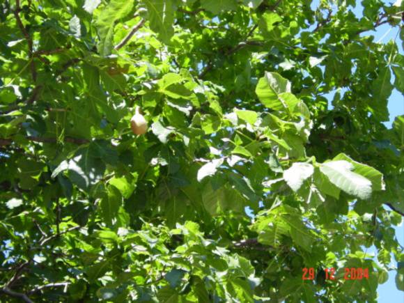 T11379 Aesculus x carnea