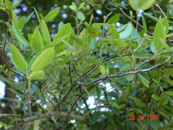 T11383 Umbellularia californica