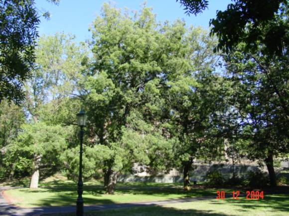 T11386 Afrocarpus falcata 