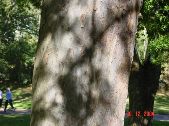 T11386 Afrocarpus falcata 