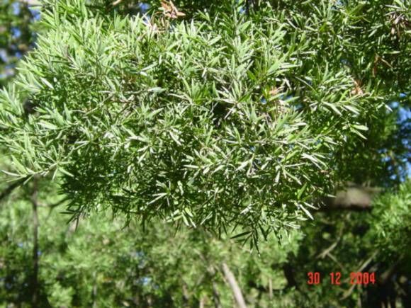 T11386 Afrocarpus falcata 