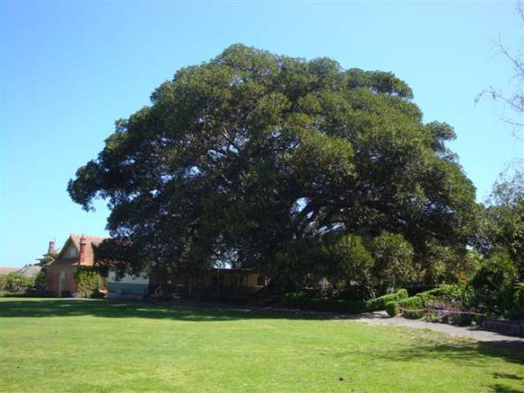 T11764 Ficus macrophylla