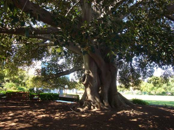 T11764 Ficus macrophylla