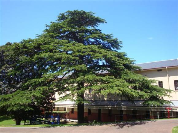 T11758 Cedrus deodara 