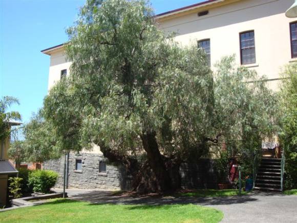 T12125 Schinus molle var areira