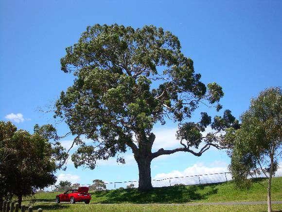 T11146 Eucalyptus camaldulensis