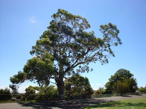 T11146 Eucalyptus camaldulensis