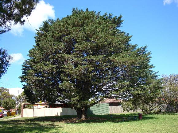 T12062 Hesperocyparis macrocarpa 