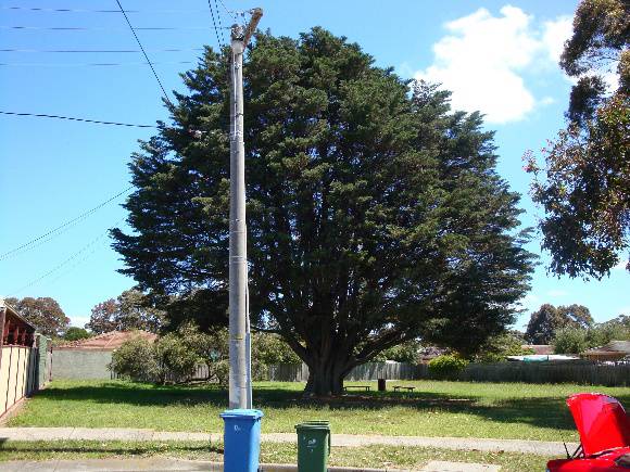 T12062 Hesperocyparis macrocarpa 