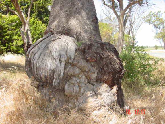 T11118 Eucalyptus microcarpa Shepparton