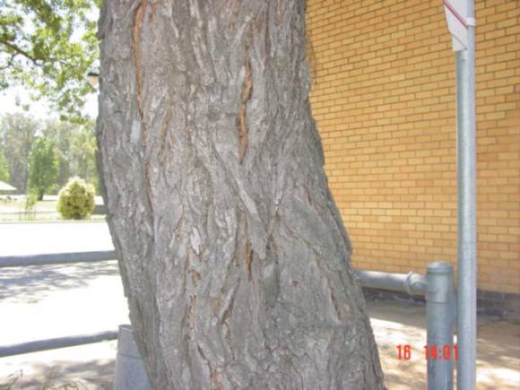 T11120 Geijera parvifolia Shepparton