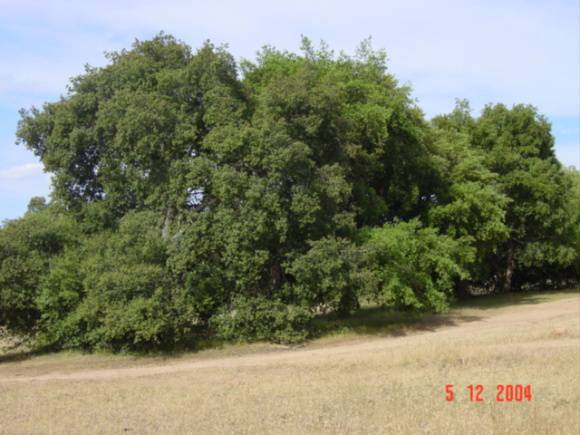 T11178 Quercus suber 