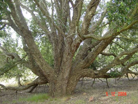 T11178 Quercus suber 