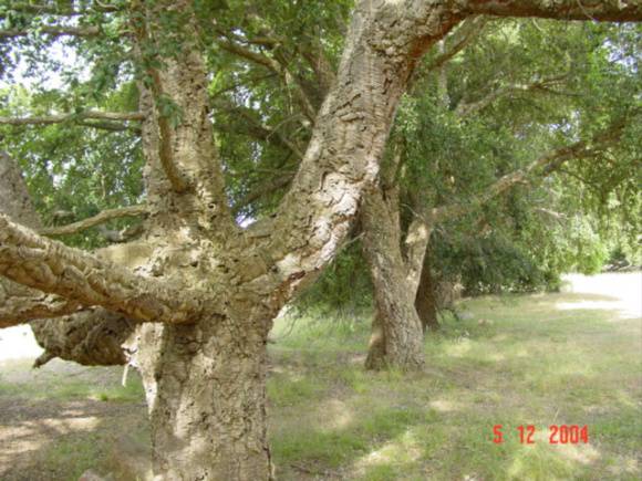 T11178 Quercus suber 