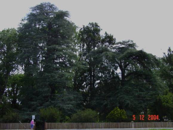 T11179 Cedrus atlantica f glauca