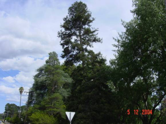 T11181 Abies pinsapo