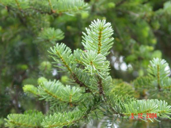 T11181 Abies pinsapo