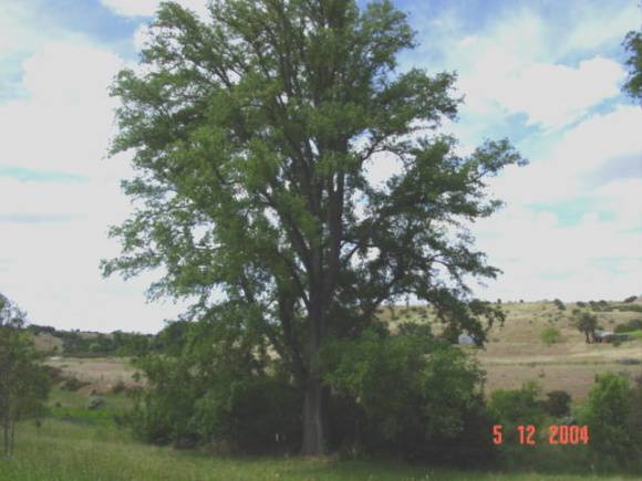 T11182 Ulmus minor variegata Clunes